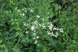 Clematis recta L. resmi