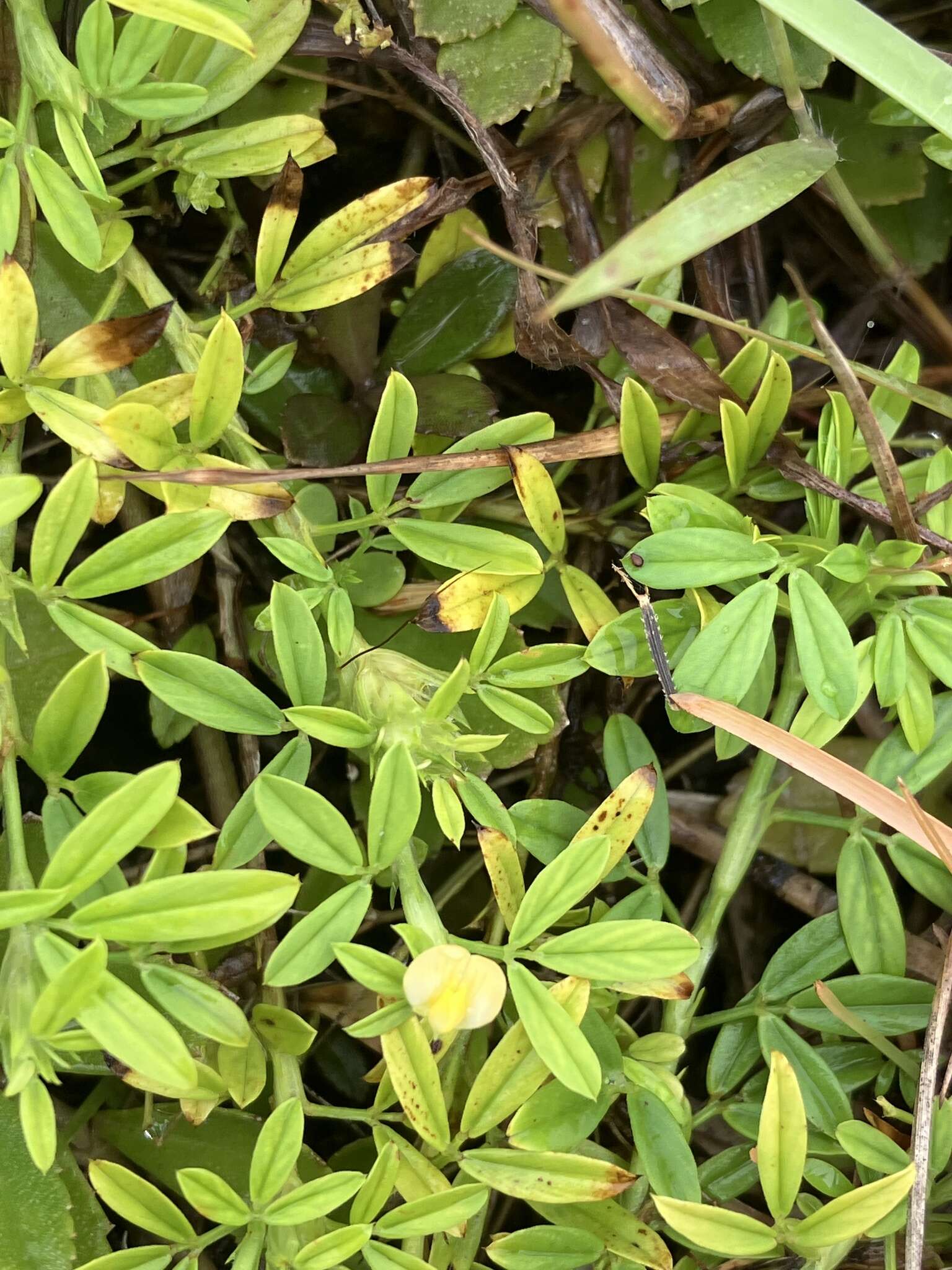 Image of pencilflower