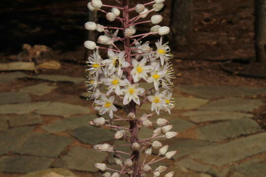 Image of Drimia numidica (Jord. & Fourr.) J. C. Manning & Goldblatt