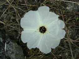 Ipomoea wolcottiana Rose的圖片