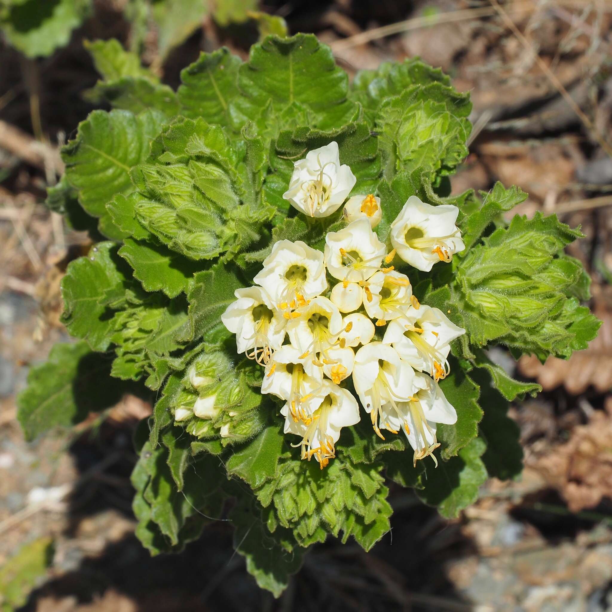 Image of Cantua quercifolia Juss.