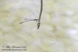 Image of Blackwater Bluet