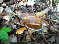 Image of Megalobulimus gummatus