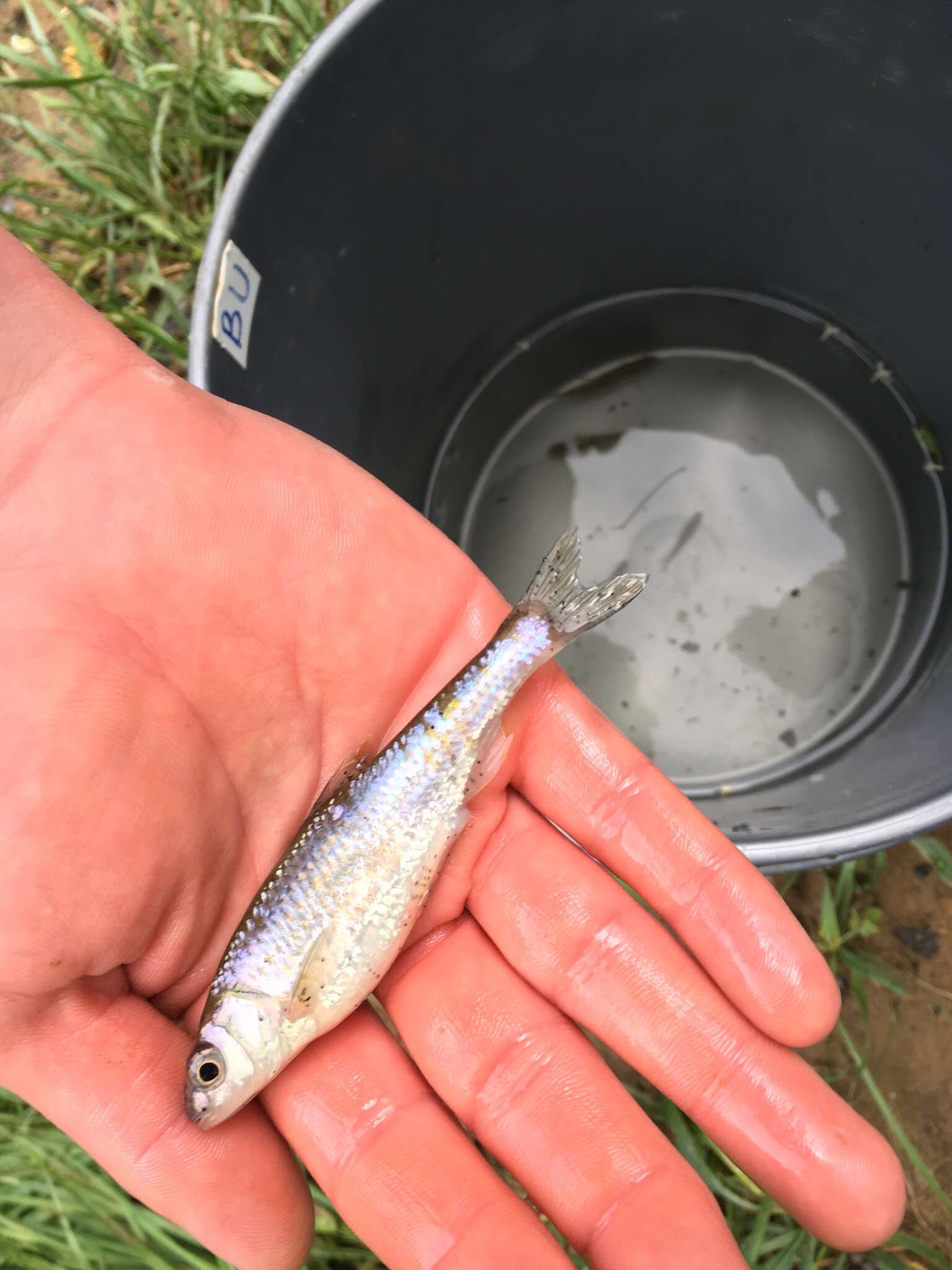 Image of White shiner