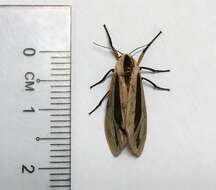 صورة Creatonotos gangis Linnaeus 1763