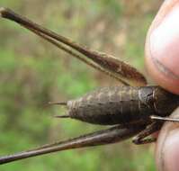 Image of Rhacocleis poneli Harz & Voisin 1987