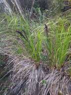 Image of forest sawsedge