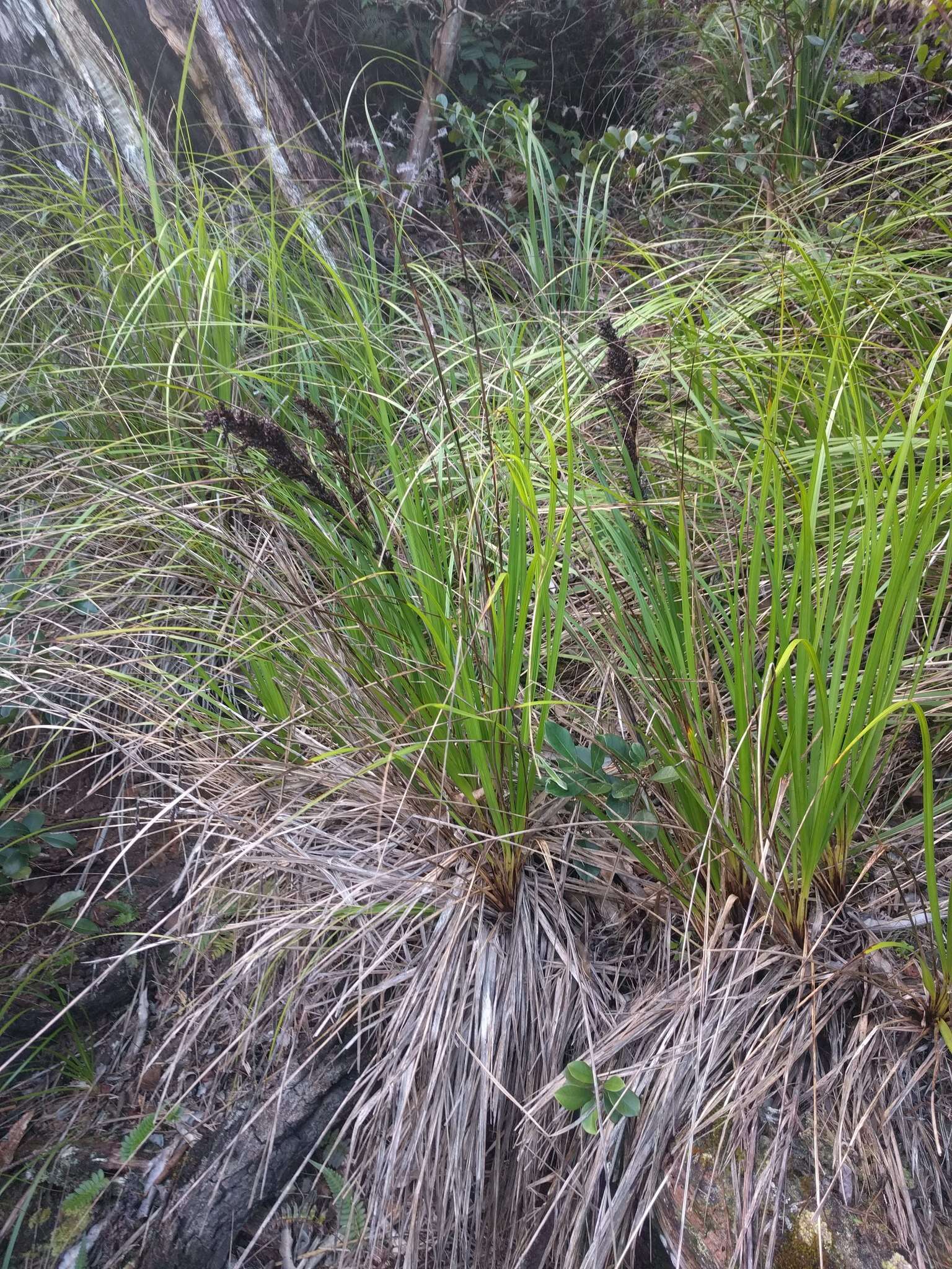 Image of forest sawsedge