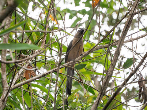 Image of Bornean Treepie