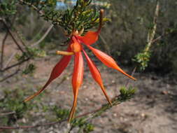 Image of Lambertia ericifolia R. Br.