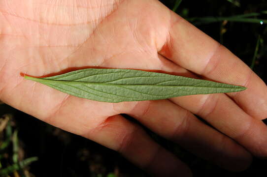 Image de Pfaffia glomerata (Spreng.) Pedersen