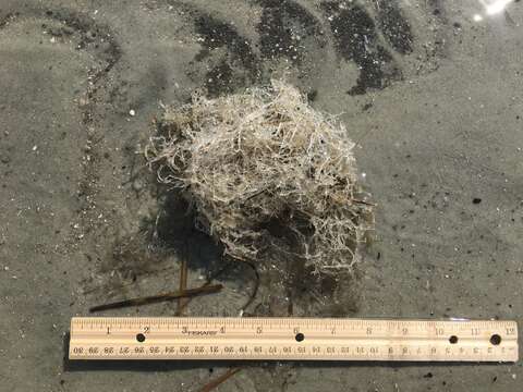 Image of Spaghetti bryozoan