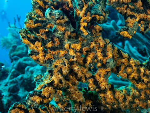 Image of golden zoanthid