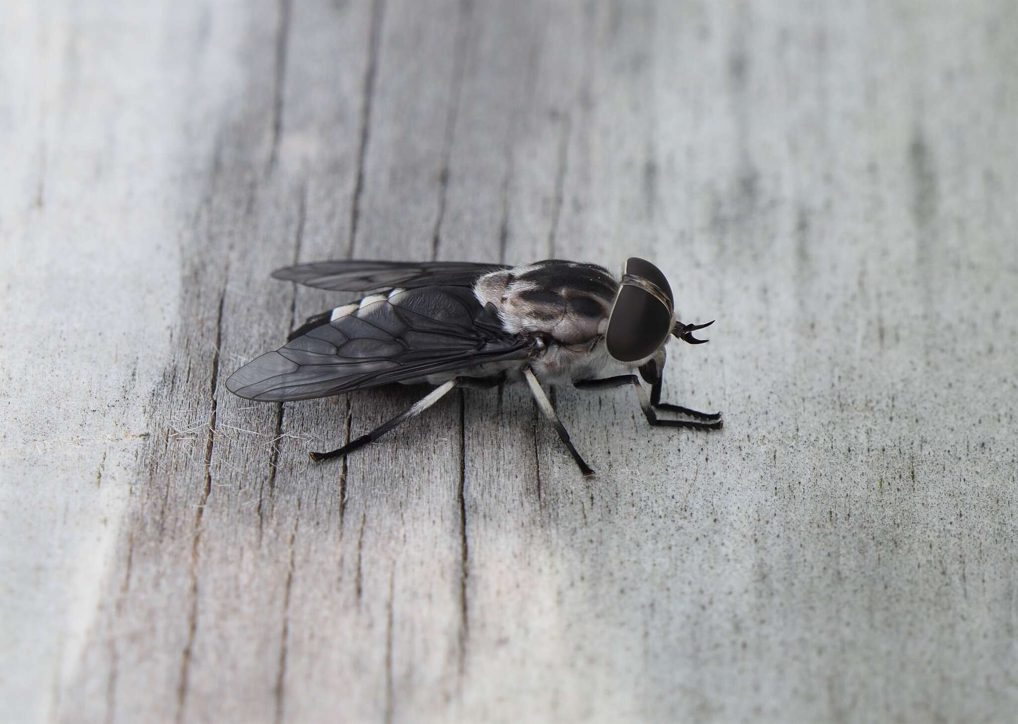 Imagem de Tabanus trimaculatus Palisot