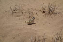 Image of Desert Chameleon