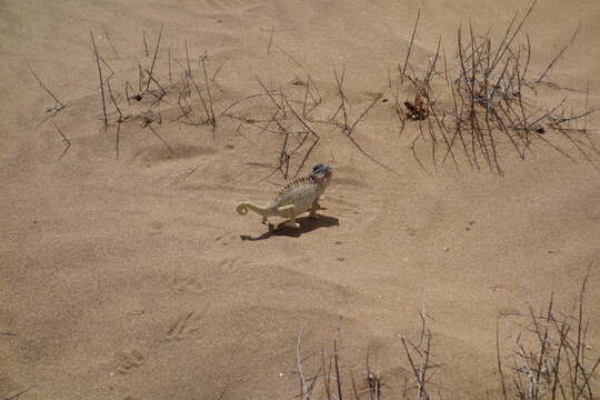 Image of Desert Chameleon