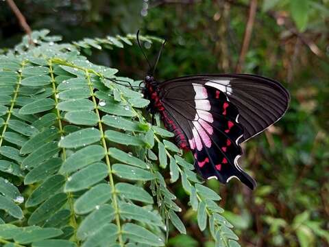 Parides ascanius (Cramer (1775))的圖片