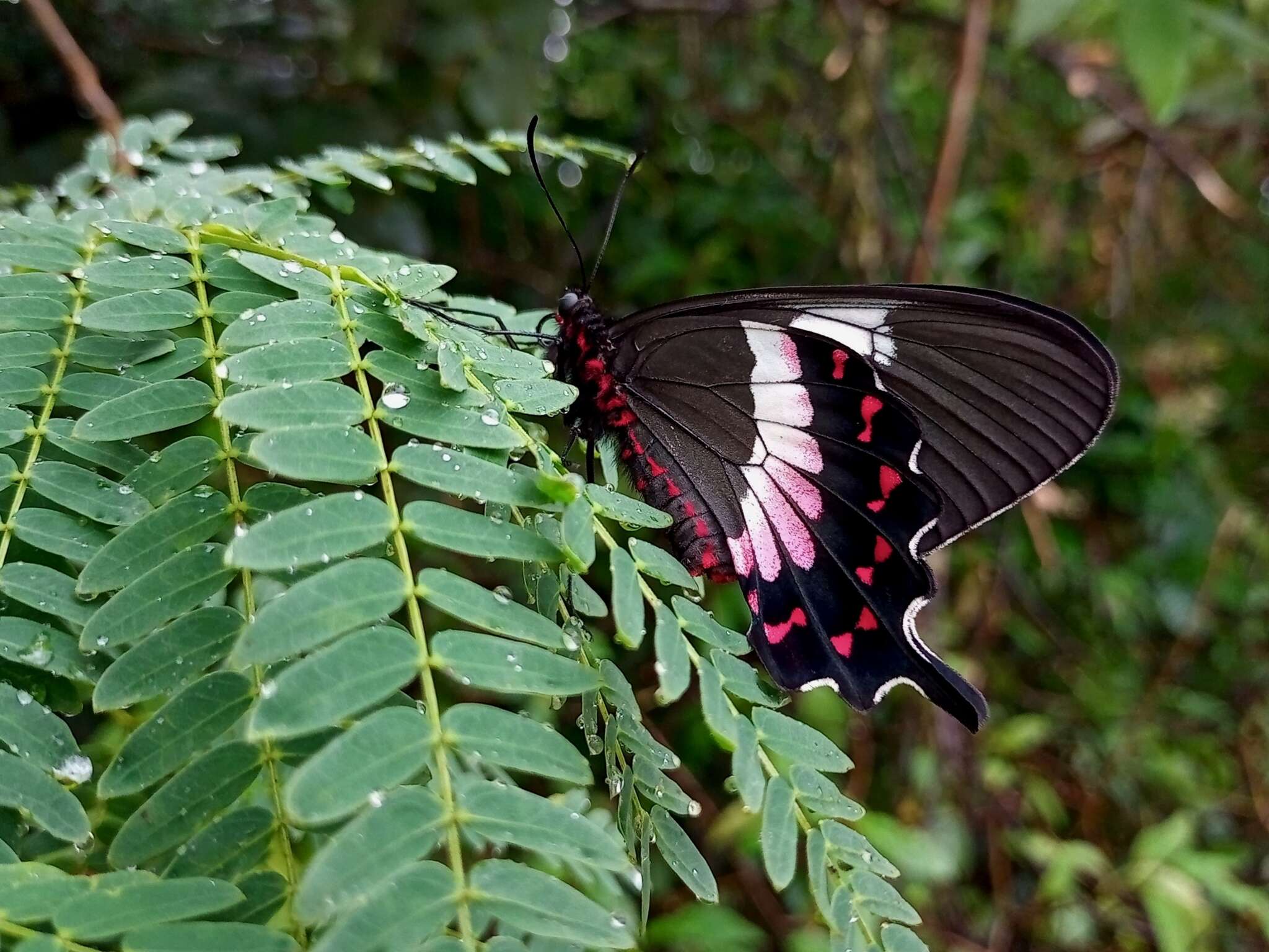 Parides ascanius (Cramer (1775)) resmi