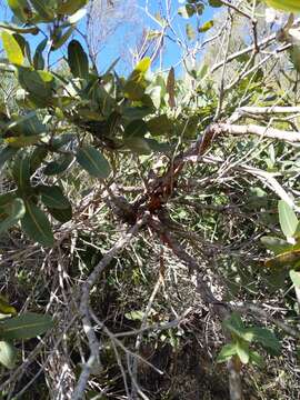 Image de Angophora hispida (Sm.) D. F. Blaxell