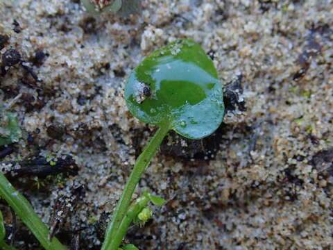 Image of Adenocline violifolia (Kunze) Prain