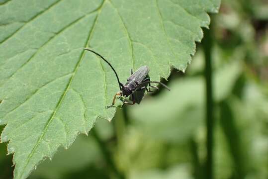 Image of Umbellifer Longhorn