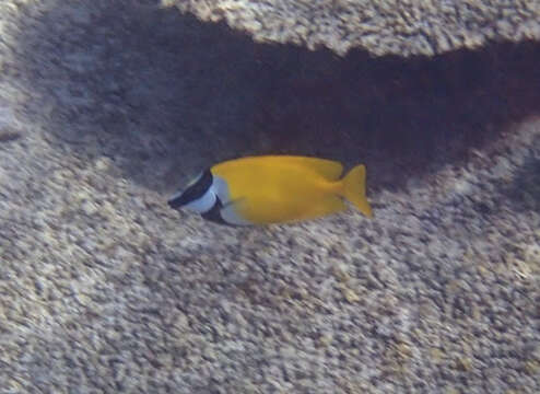 Image of Foxface rabbitfish