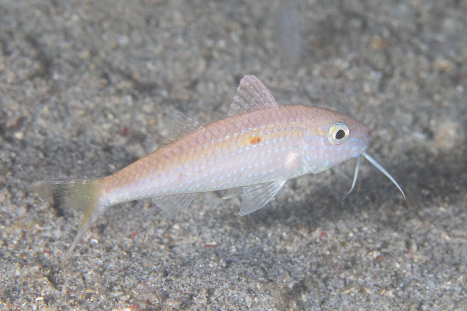 Image of Cinnabar goatfish