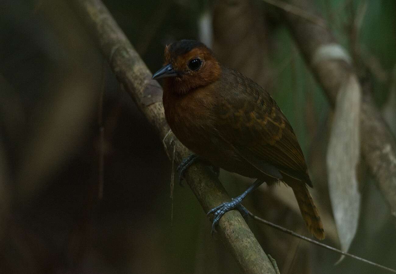 Image of White-throated Antbird