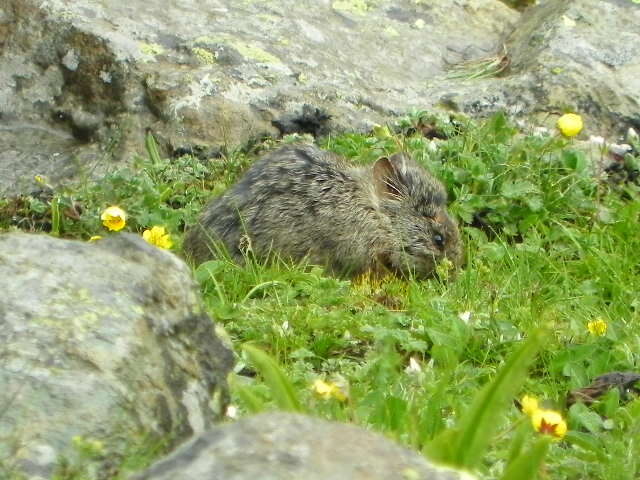 Image of Royle's Pika