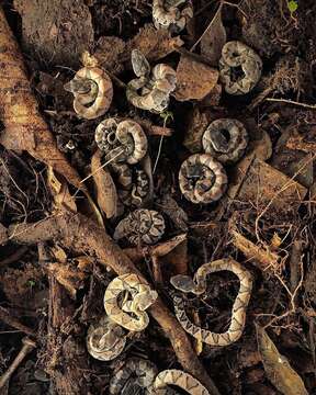 Imagem de Bothrocophias microphthalmus (Cope 1875)