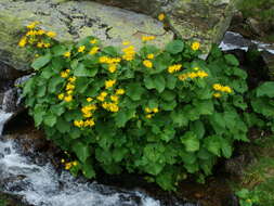 Image of Doronicum cataractarum Widd.