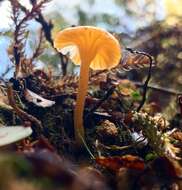 Imagem de Hygrocybe chromolimonea (G. Stev.) T. W. May & A. E. Wood 1995