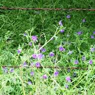 Image of blue fiestaflower