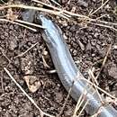 Image of Three-toed Snake-tooth Skink