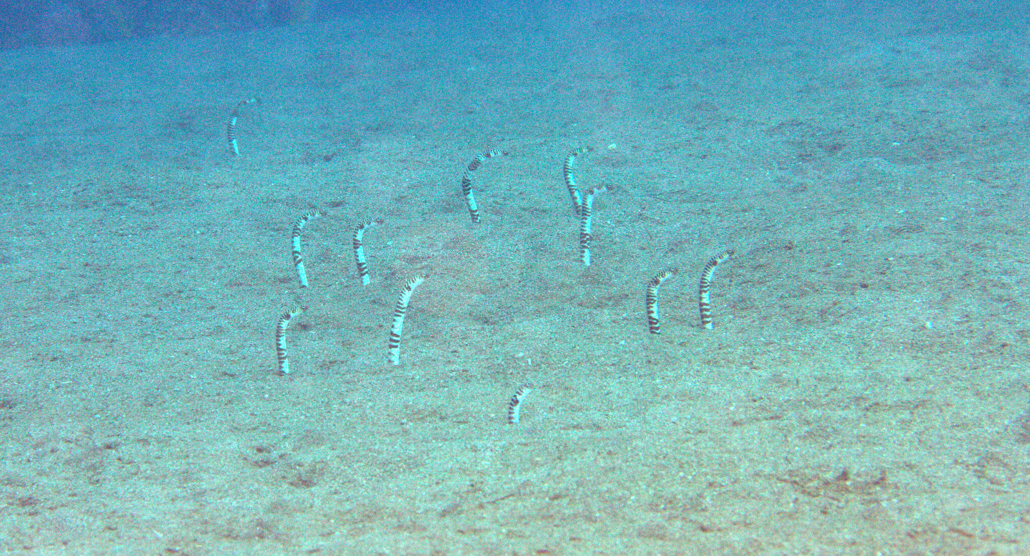 Image of Banded garden eel