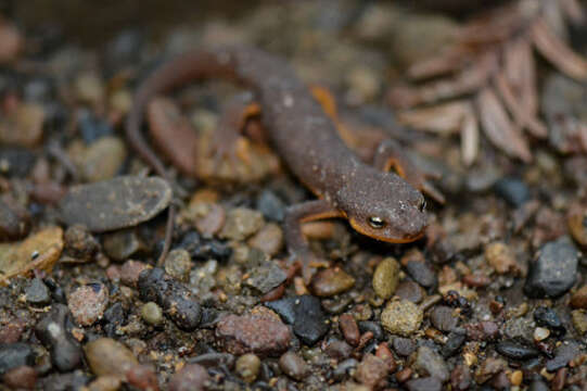 Image of Rough-skinned Newt