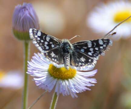 Image of Small Checkered Skipper