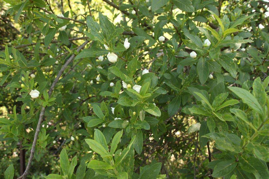 Image of Bowkeria verticillata (Eckl. & Zeyh.) Druce