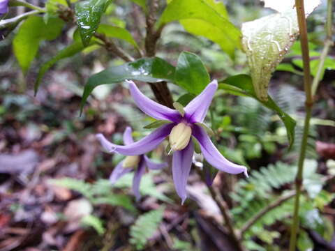 Image of Solanum humblotii Damm.