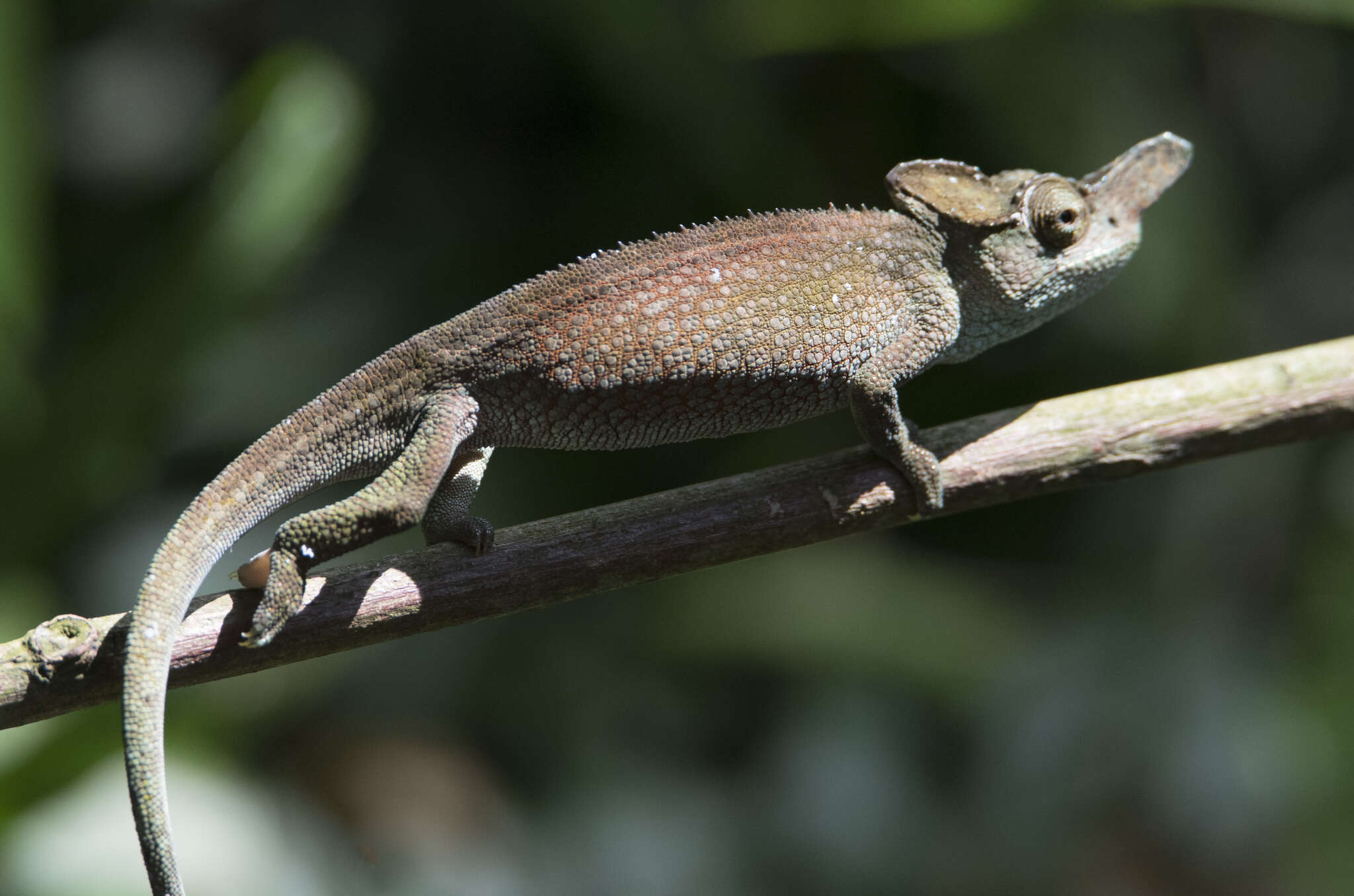 Image of Rwenzori Plate-nosed Chameleon