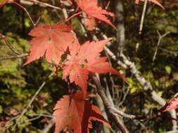 Image of Acer micranthum Sieb. & Zucc.