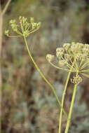 Image of Pastinaca pimpinellifolia M. Bieb.