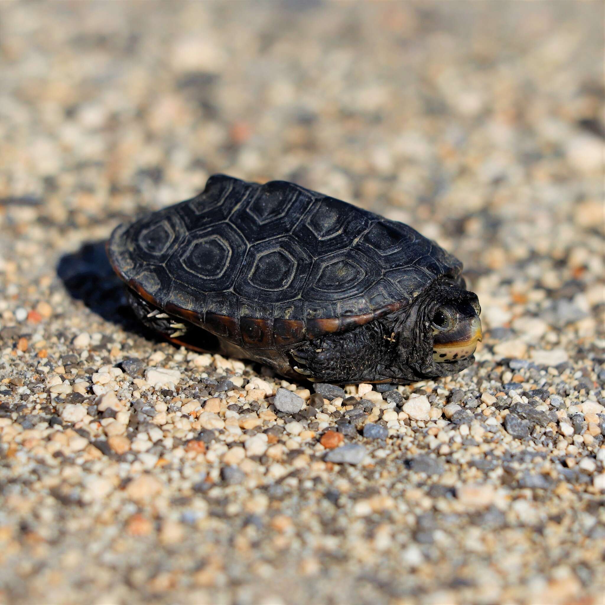 Image of Malaclemys terrapin pileata (Wied 1865)