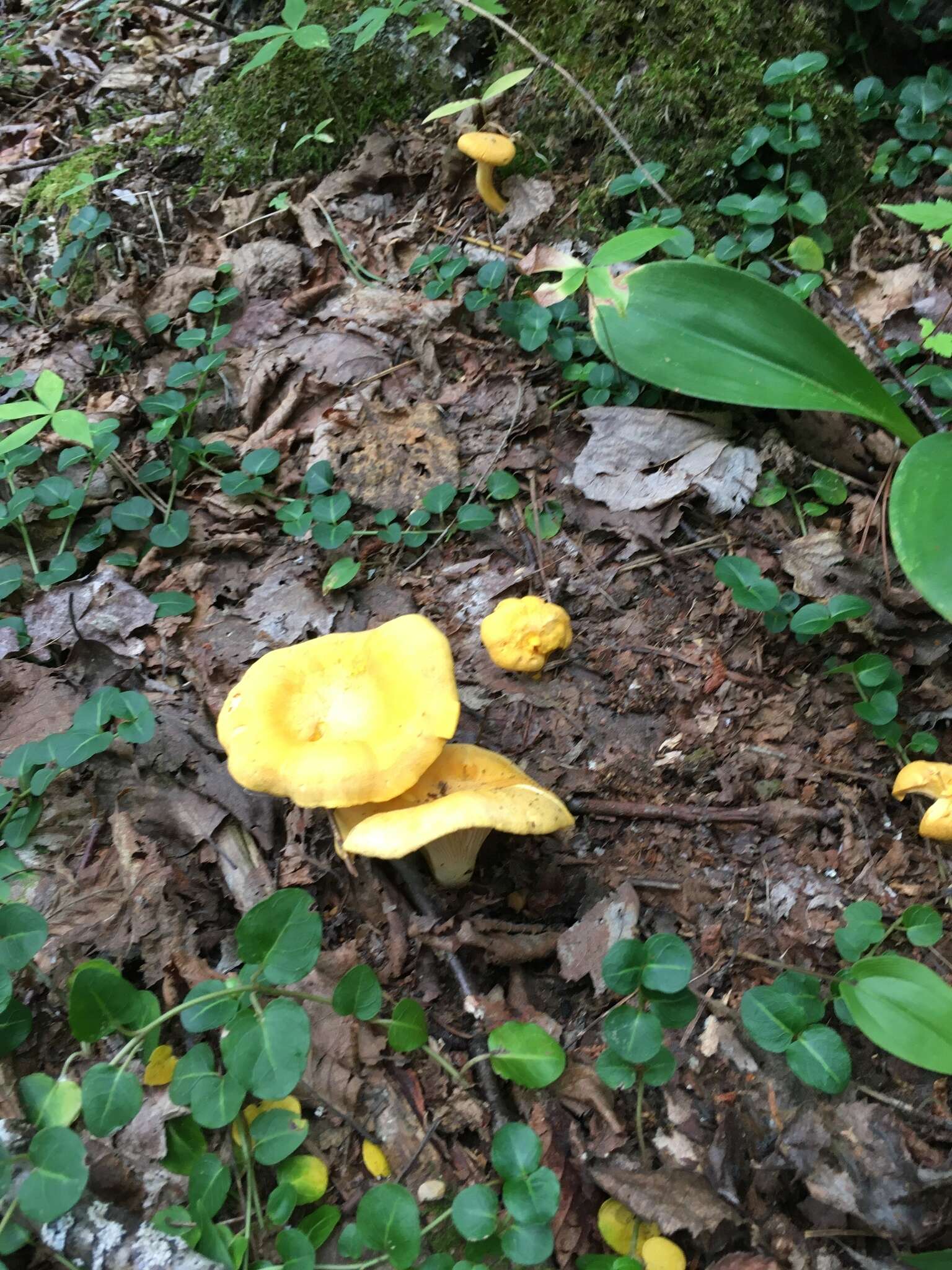 Image of Cantharellus enelensis Voitk, Thorn, Lebeuf & J. I. Kim 2017