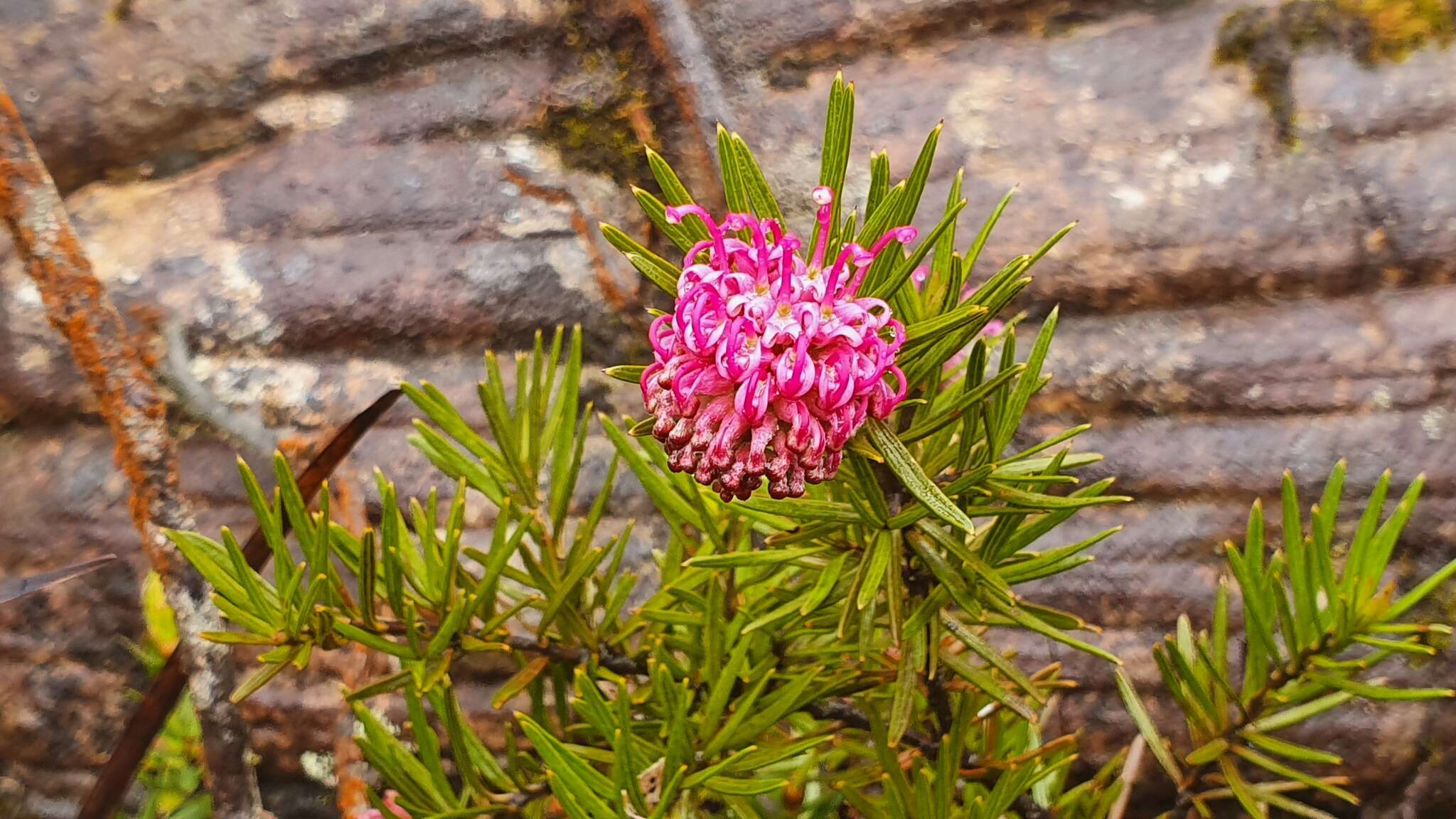 Imagem de Grevillea confertifolia F. Müll.