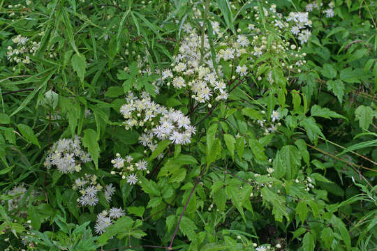 Image of Clematis brevicaudata DC.