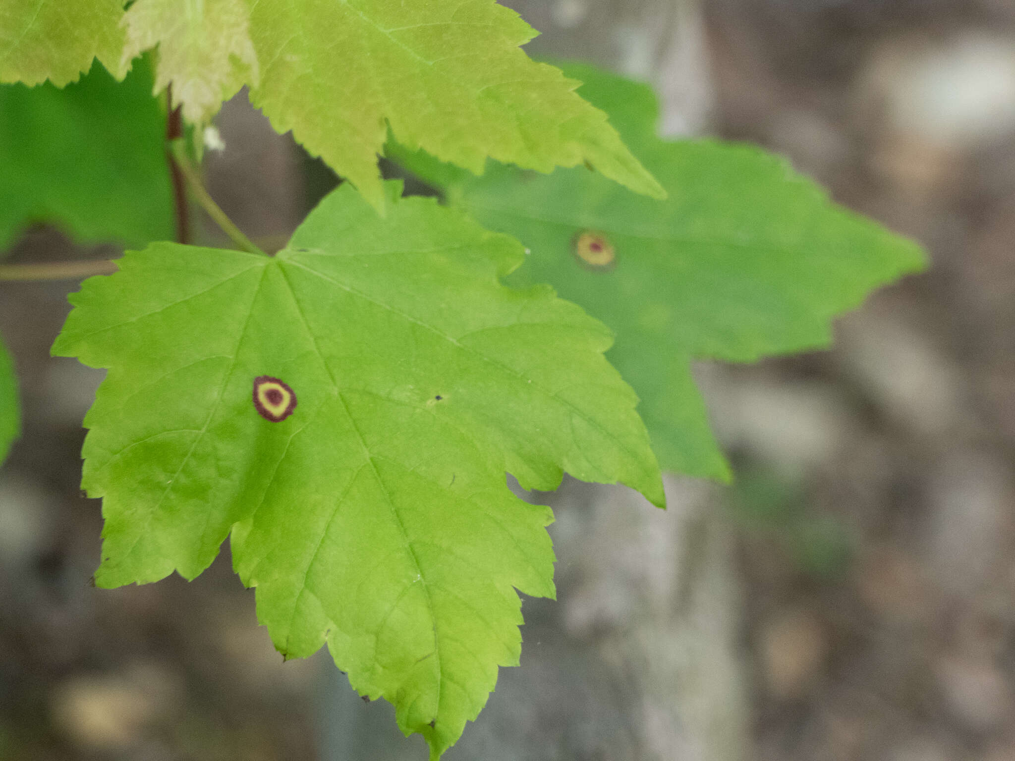 Image of Ocellate Gall Midge