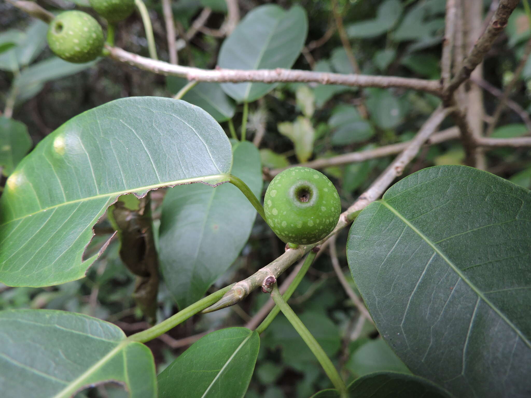 Image of Ficus arpazusa Casar.