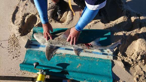 Image of Spotted Gully Shark