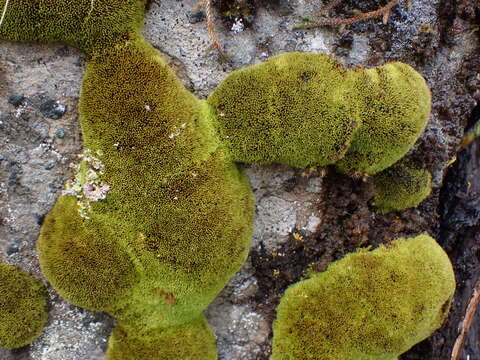 Image of grimmia dry rock moss